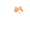 Humour chien Spitz