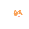 Humour chien Spitz