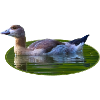 Goose Goose Chick