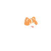 Humour chien Spitz