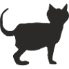 Cat Black