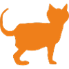 Cat Orange
