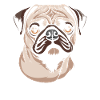 Pug Dog