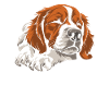 Brittany Spaniel