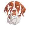 Brittany Spaniel
