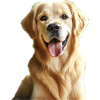 Un Golden Retriever heureux