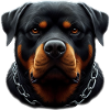 A Rottweiler with a steel chain