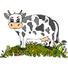 Cow
