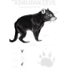 Tasmanian Devil