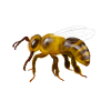 Abeille