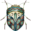 Sphaerocoris annulus fascinerend griezelig kruipend
