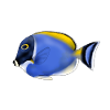 ACANTHURUS LEUCOSTEMON