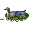 Goose Chick Bird Goose