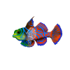 Mandarin Fish