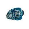 Juvenile Pomacanthus Imperator