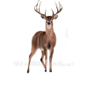 Thüringer Wald
