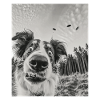 aDog - Berger australien extraterrestre OVNI