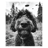 Dog - Alien Selfie Bernedoodle UFO