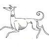 Lévrier whippet