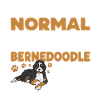Bernedoodle Dog