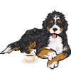 Bernedoodle Dog