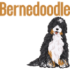 Bernedoodle Dog