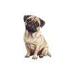 Professioneller Menschentrainer Mops Hund