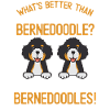Chien Bernedoodle