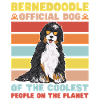 Chien Bernedoodle
