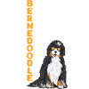 Bernedoodle Dog