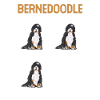 Chien Bernedoodle
