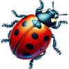 Ladybird