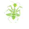 Insect Praying Mantis