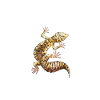 Gecko