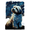 Havanese Starry Night