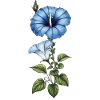 Morning Glory