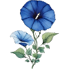 Morning Glory
