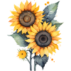 Sunflowers