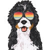 Bernedoodle Dog