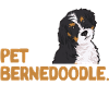 Bernedoodle Chien