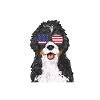 Chien Bernedoodle