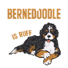 Chien Bernedoodle