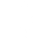 Esquisse d'une fleur blanche