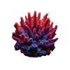 Koralle