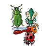 Insectes 4 Anniversaire