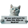 Cute cat with shield