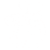 Fly Insect Animal