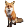 Schöner, schlauer Fuchs