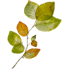 Feuilles de hêtre
