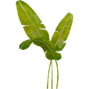 Feuilles de bananier